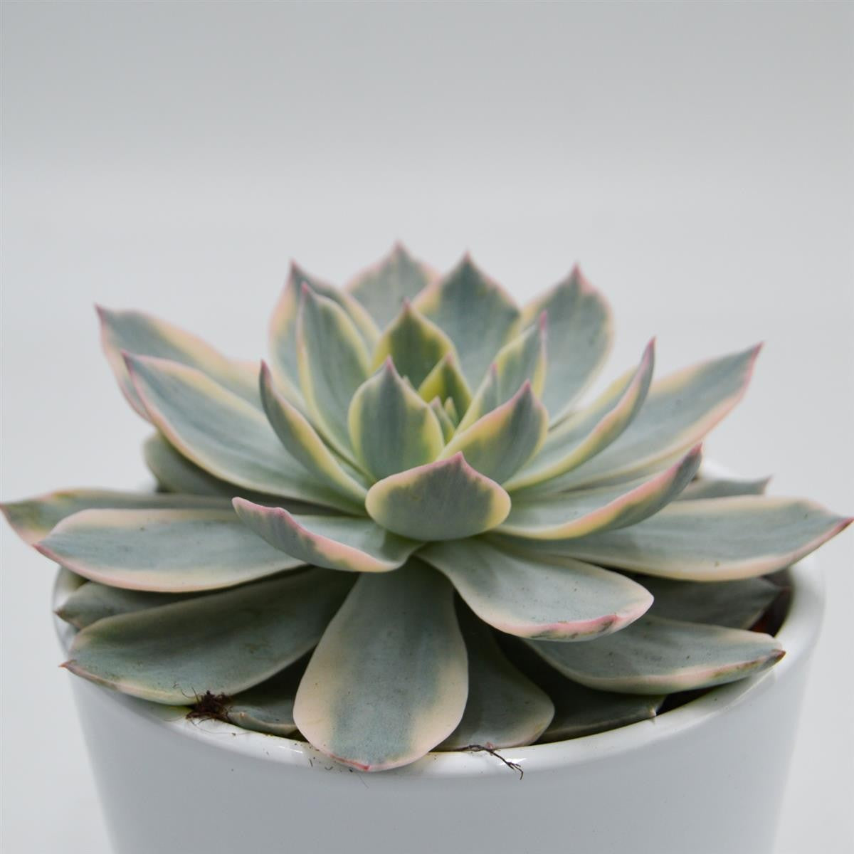 Echeveria subessilis f. variegata - 10,5cm
