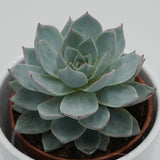 Echeveria subessilis - 8,5cm