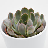 Echeveria Summer - 8,5cm