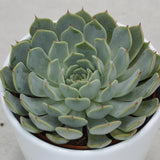 Echeveria texensis - 10,5cm