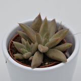 Echeveria tolimanensis - 5,5cm