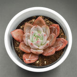 Echeveria Wine Champagne - 9cm