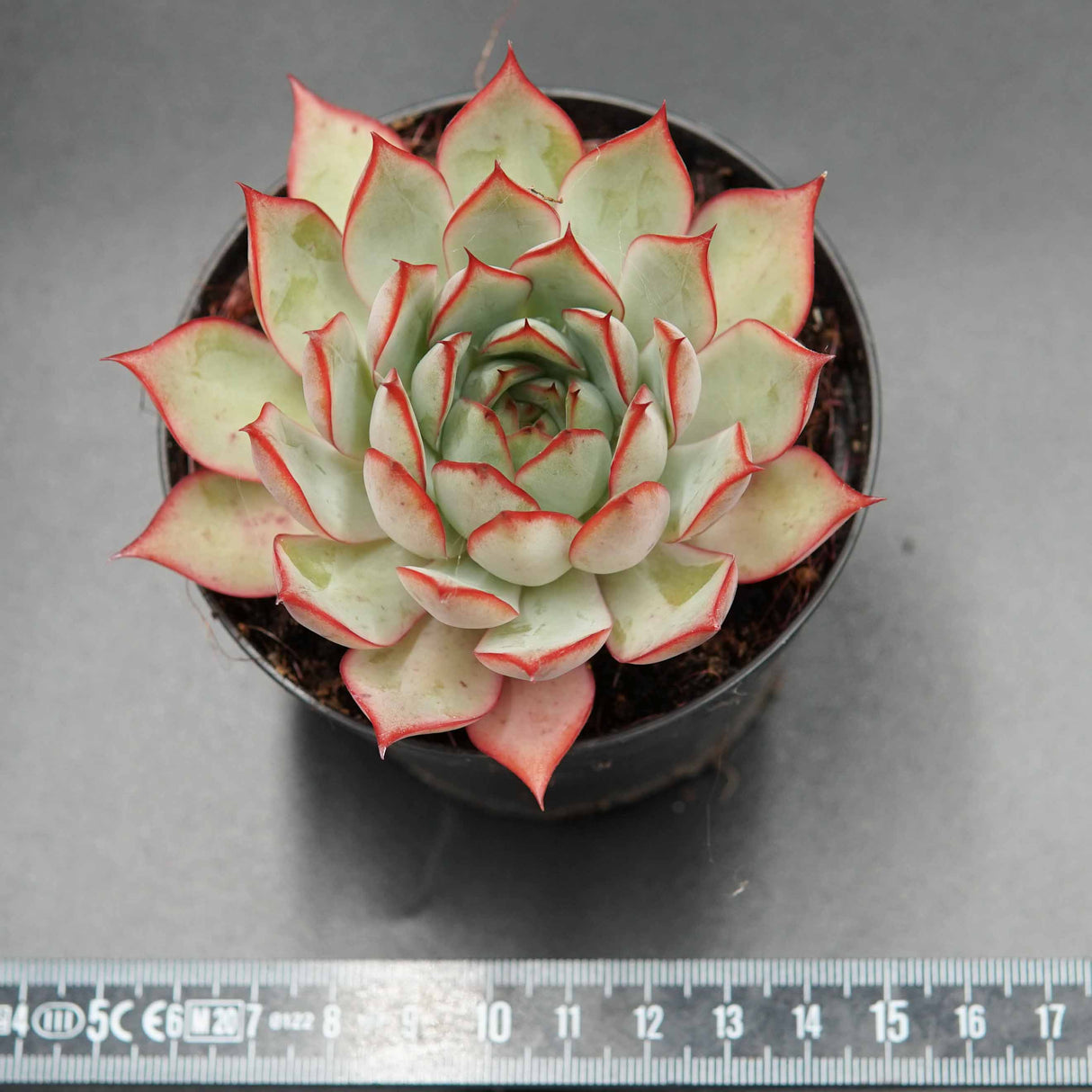 Echeveria Yeon-Deung