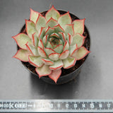 Echeveria Yeon-Deung