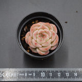 Echeveria Breezy Jenny