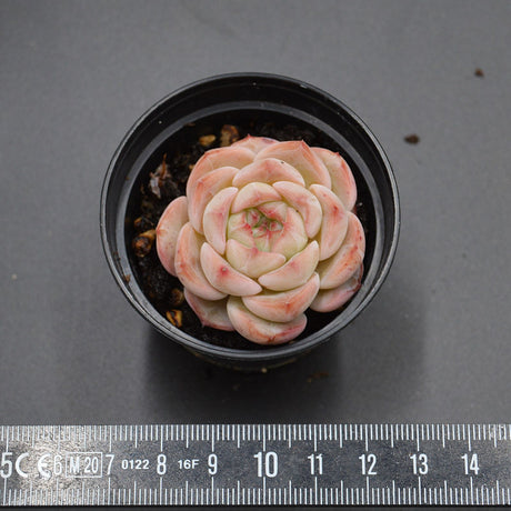 Echeveria Breezy Jenny