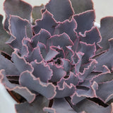 Echeveria shaviana Pink Frills - 10,5cm