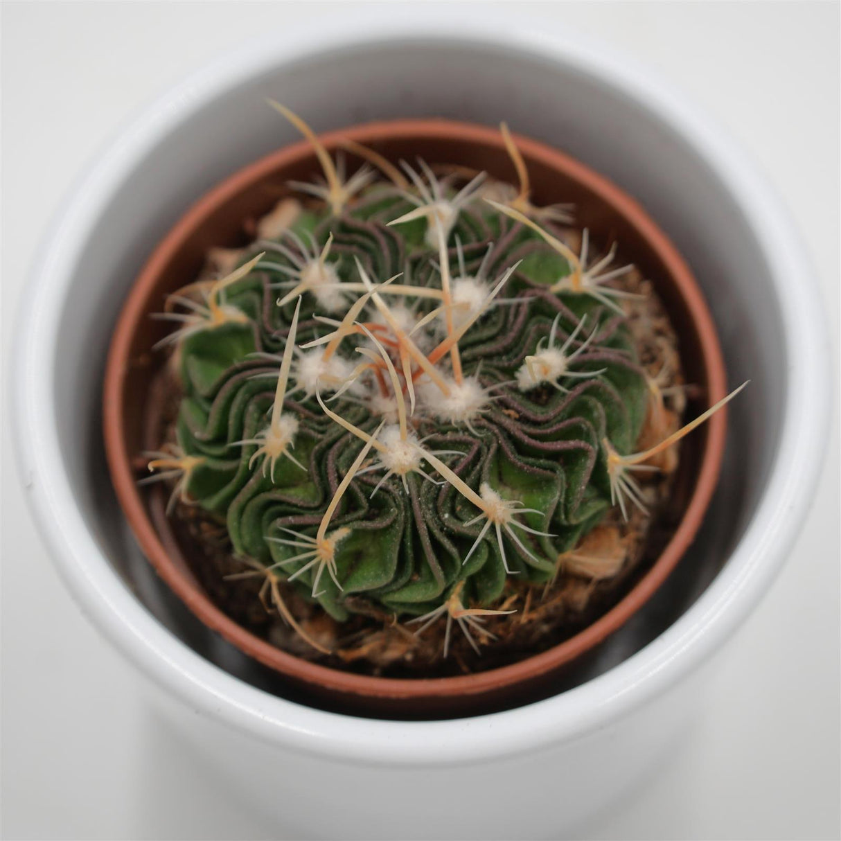 Echinofossulocactus multicostatus Rubra - 5,5
