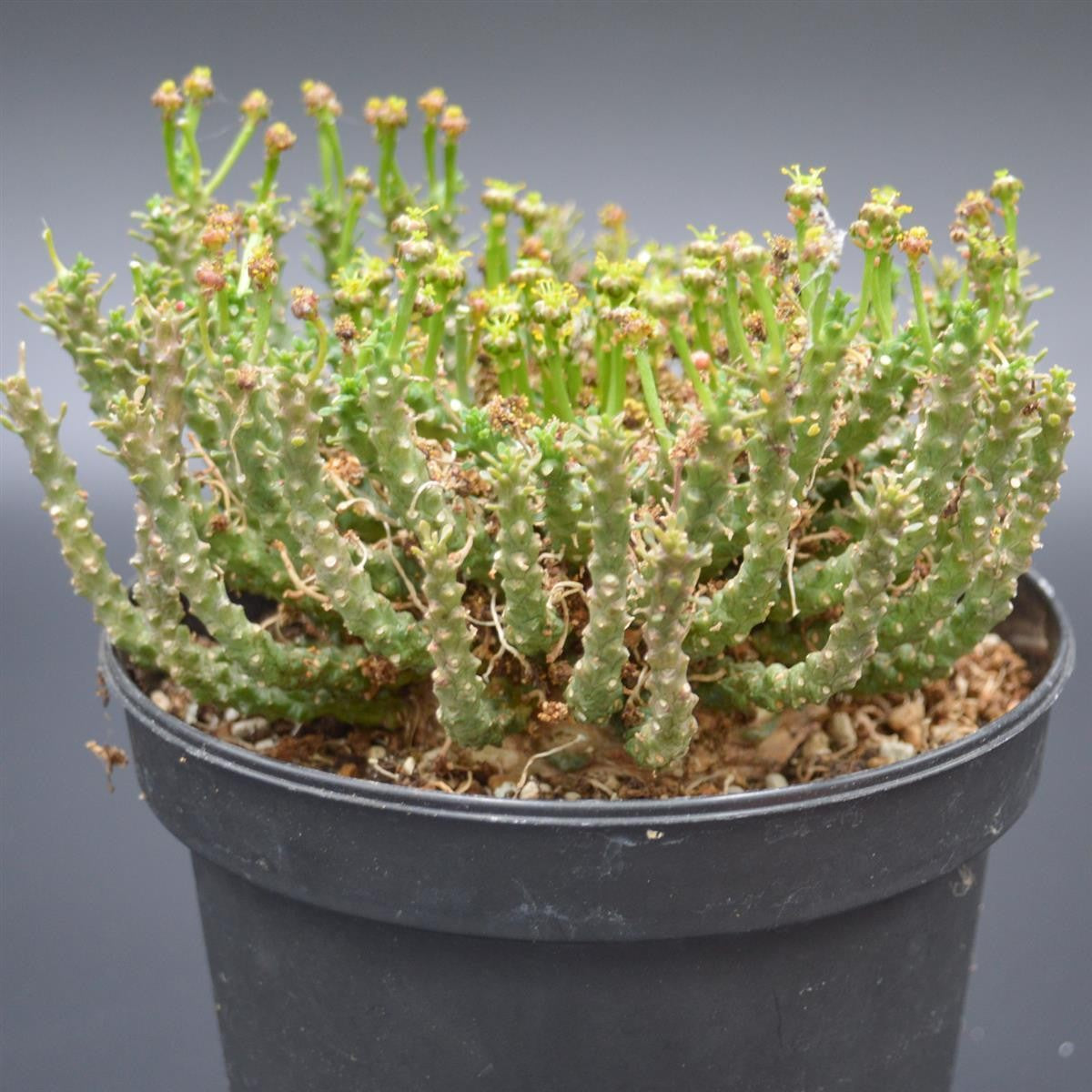 Euphorbia pugniformis XXL