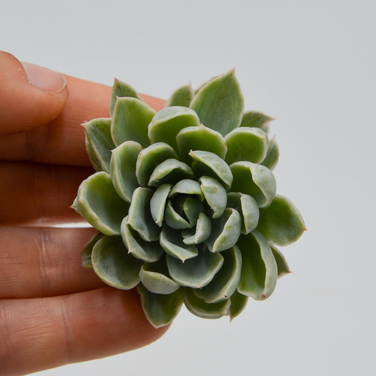 Echeveria Royal Chrisanthemum f. variegata