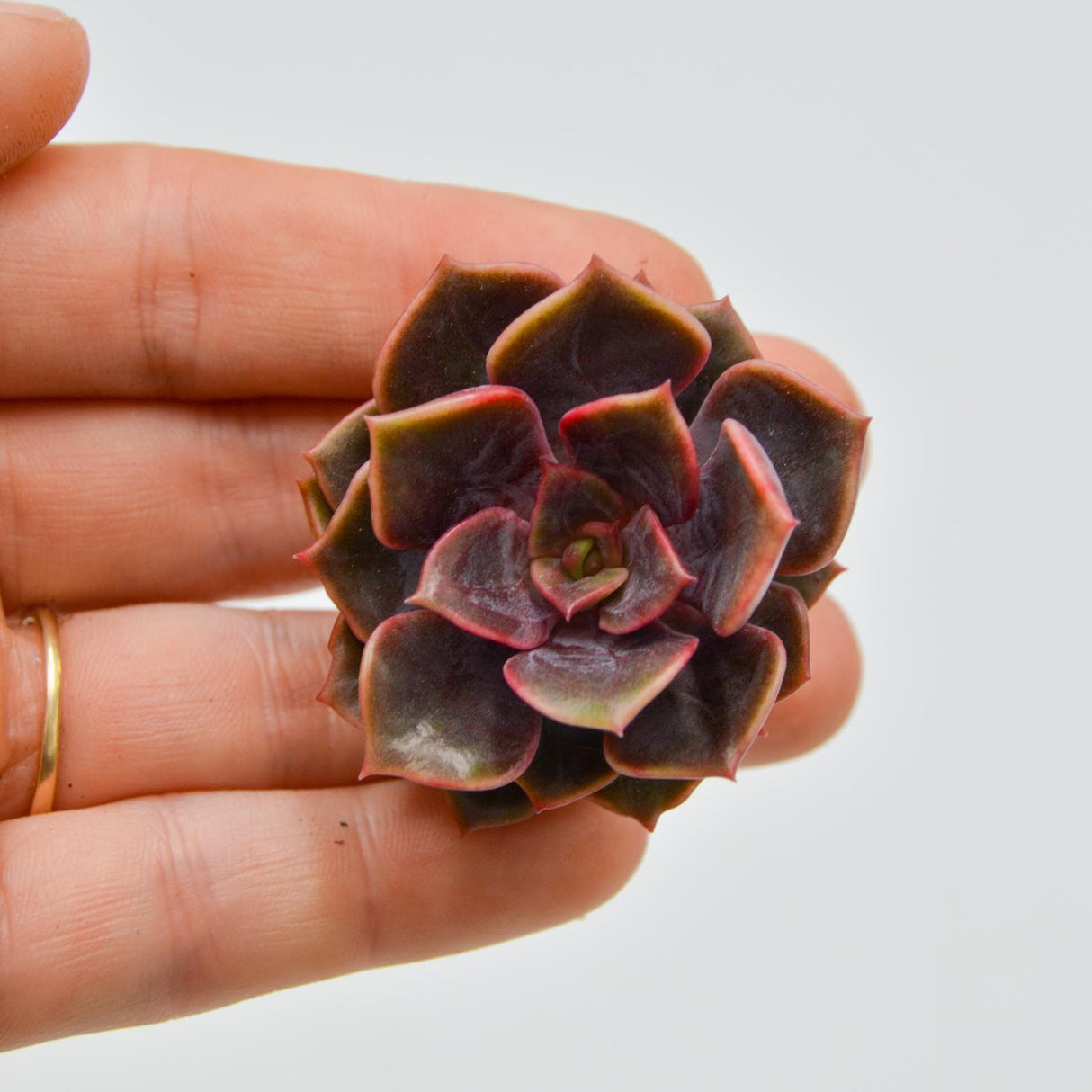 Echeveria Da Hong Pao