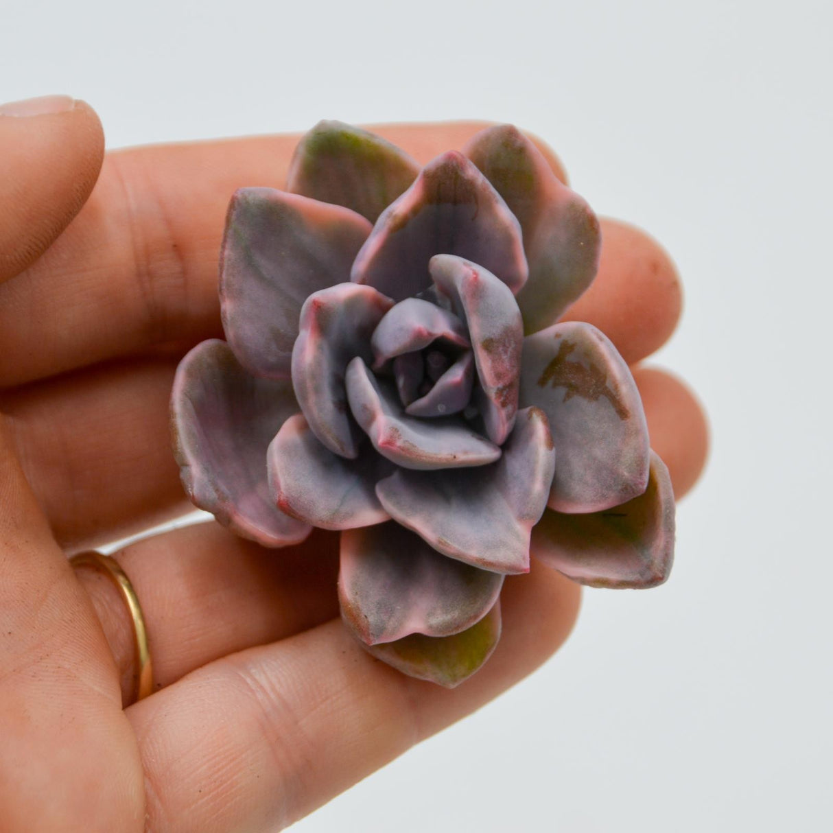Graptoveria Mrs Richards f. variegata