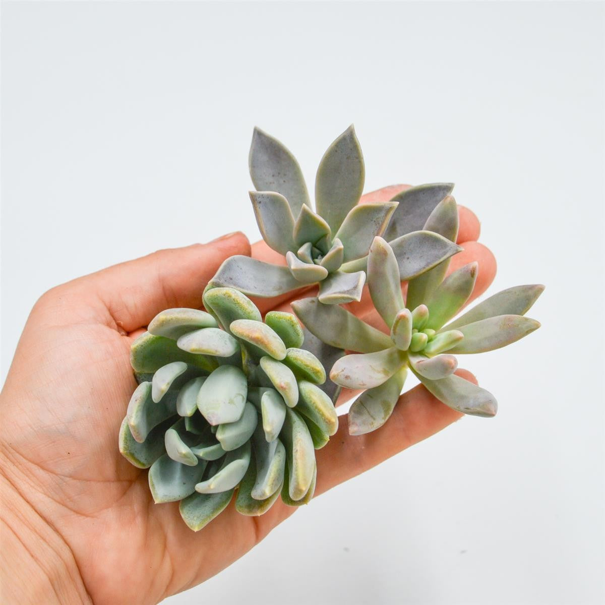 Set: P. paraguayense, PDarley Sunshine. , P. Scheideckeri