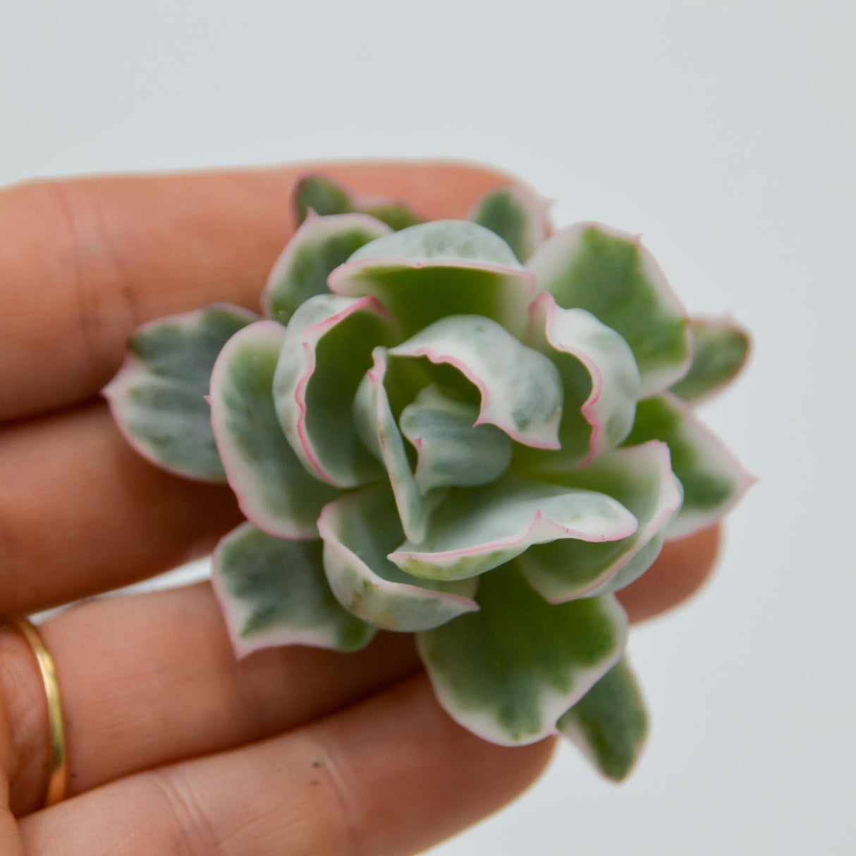 Echeveria Berkeley Light f. variegata