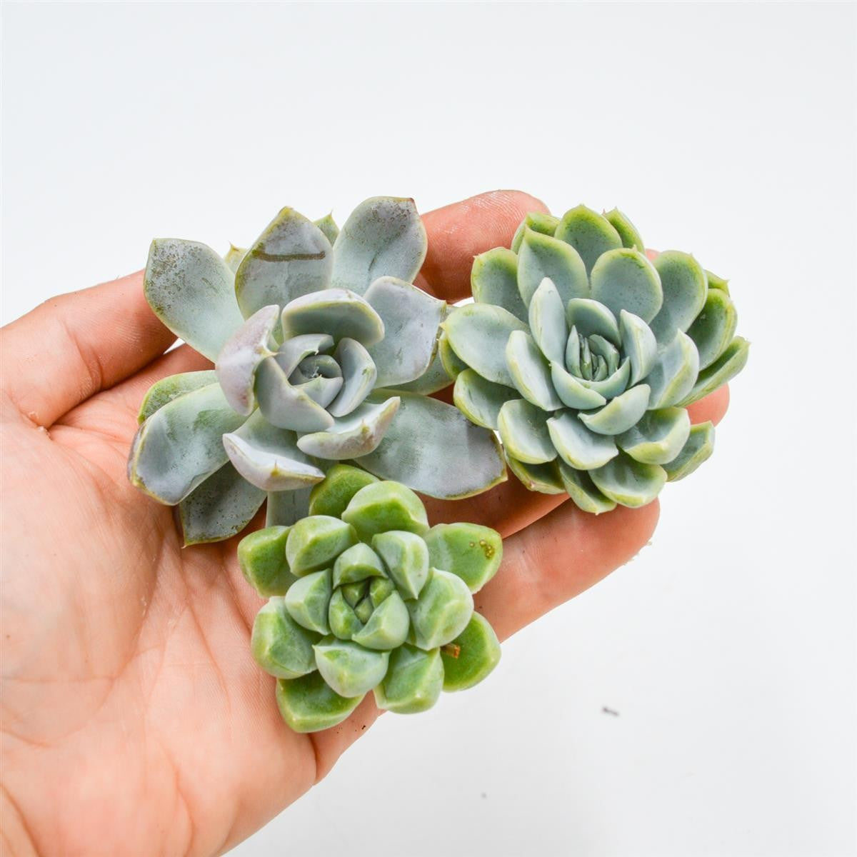 Set: E. elegans, E. ablbicans, E. Snow Bunny