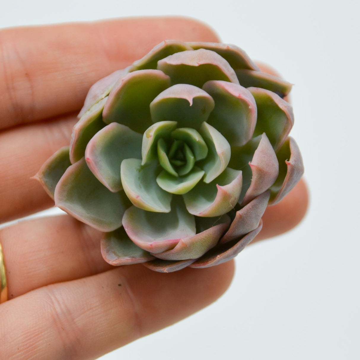 Echeveria White Lotus