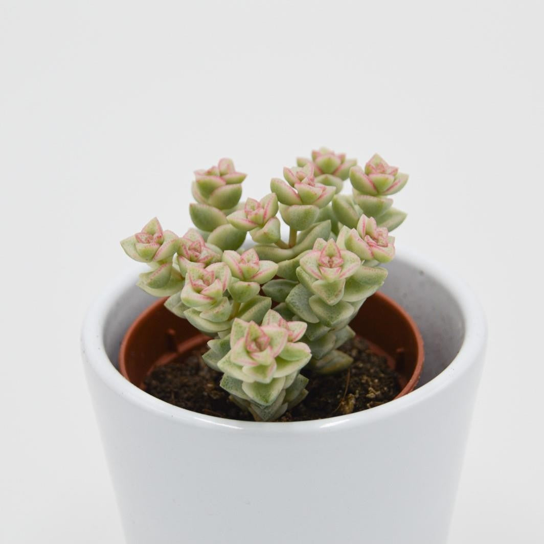 Crassula Tom Thumb f. variegata - 5,5cm