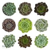 Enchanté Echeveria, 3 Stück