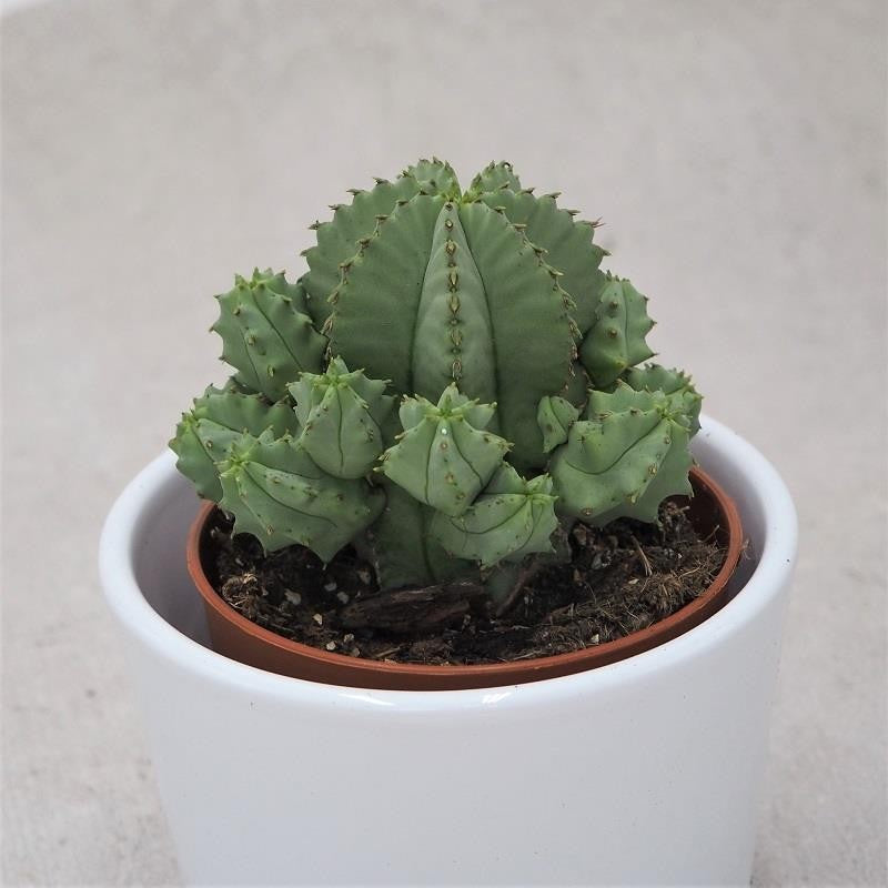 Euphorbia fruticosa f. inermis - 8,5cm