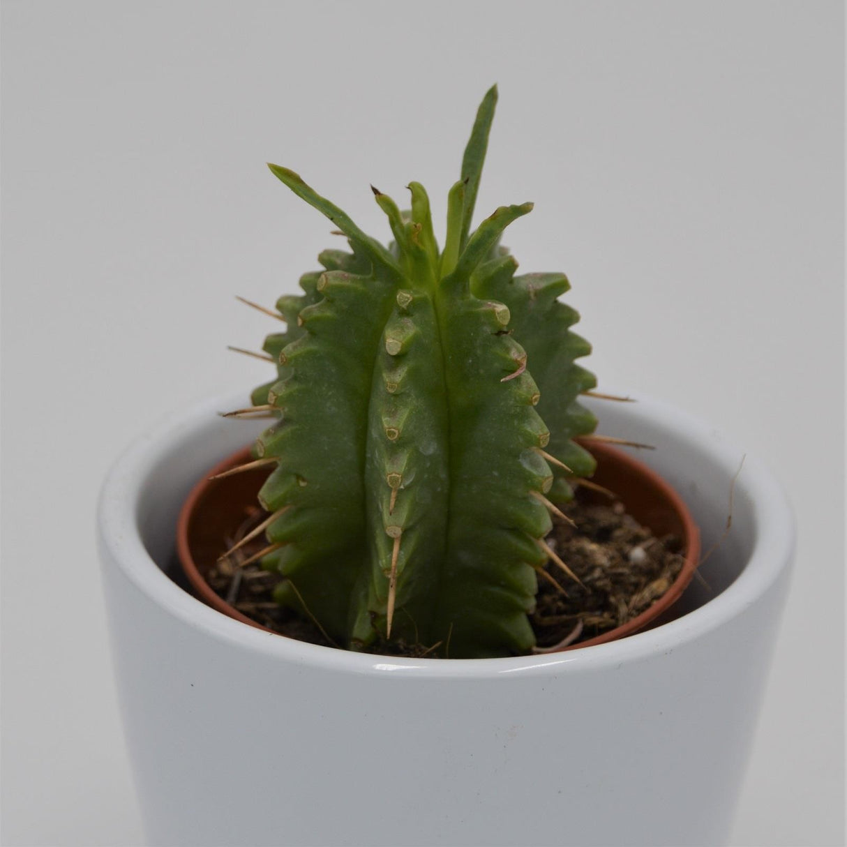 Euphorbia japonica - 5,5cm