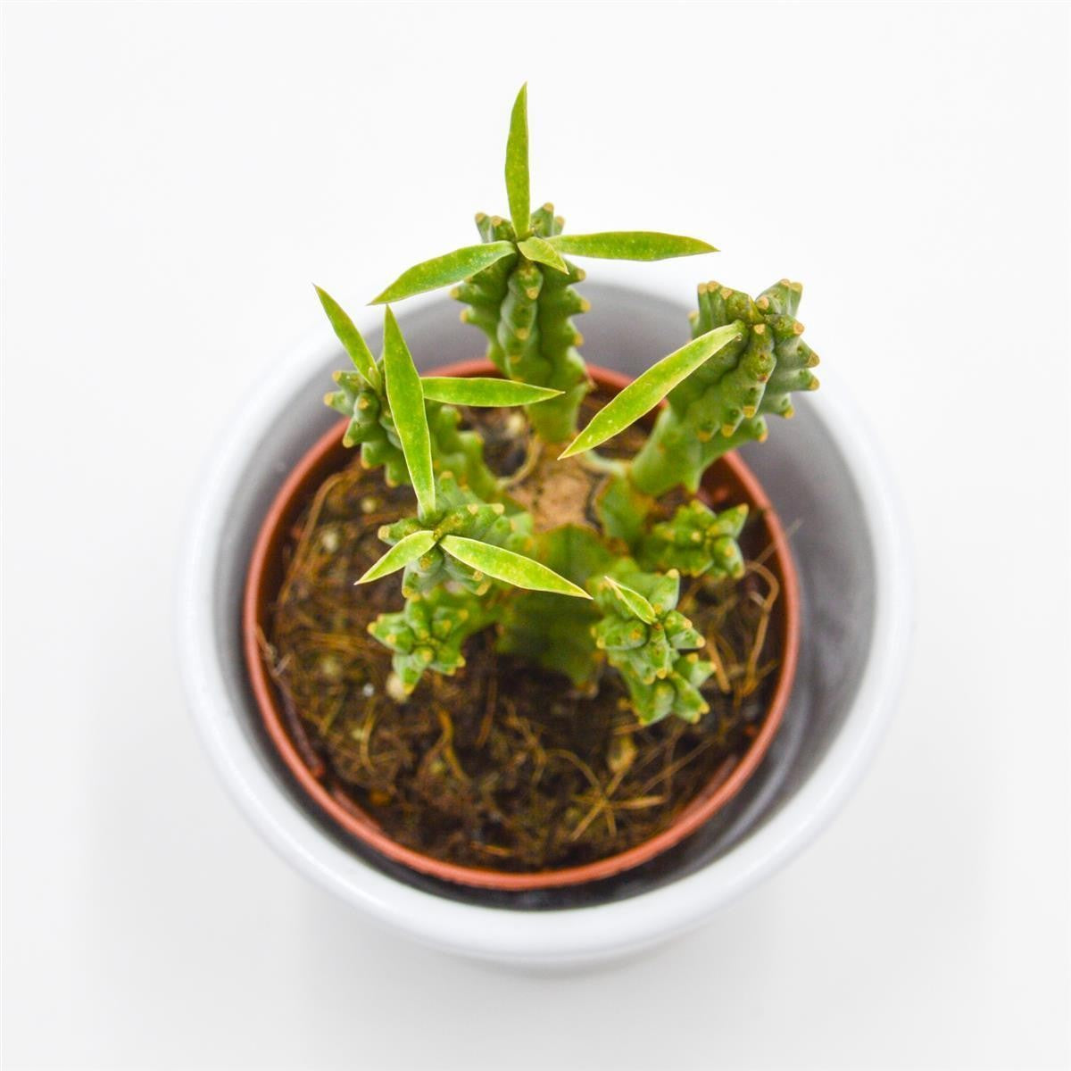Euphorbia loricata - 5.5cm