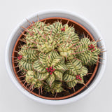 Euphorbia meloformis f. variegata - 10,5cm