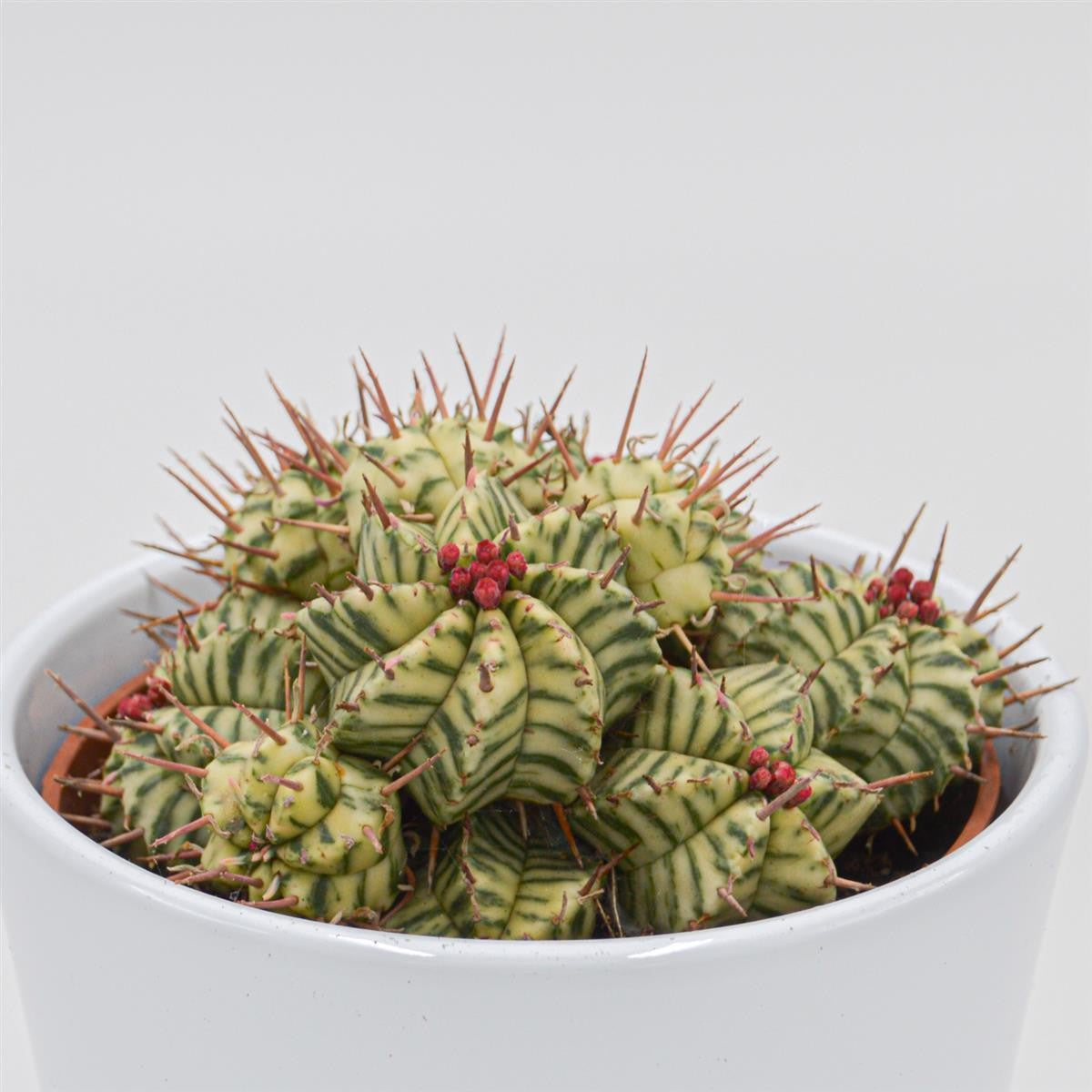 Euphorbia meloformis f. variegata - 10,5cm