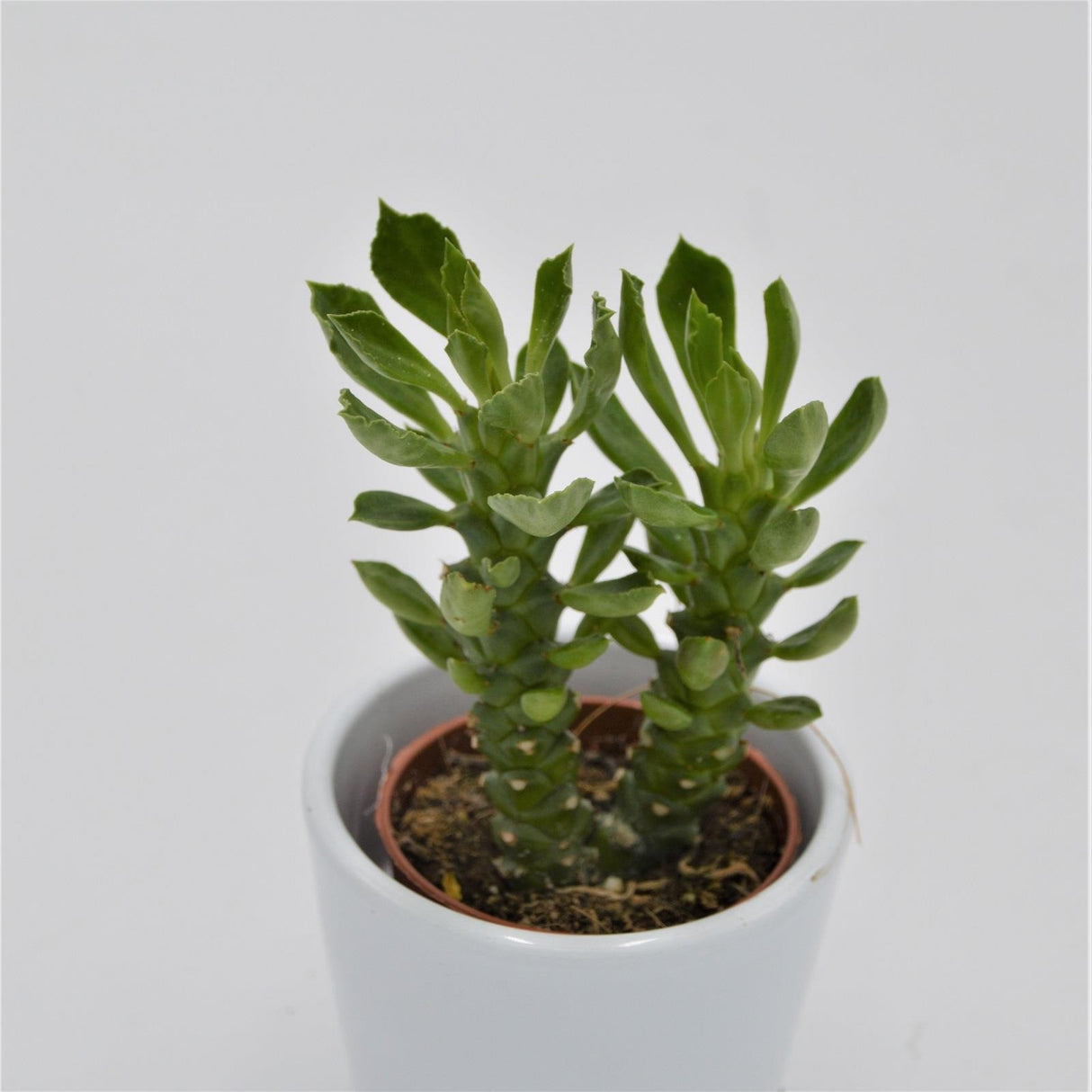 Euphorbia neostapelioides - 5,5cm