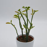 Euphorbia phosphorea - 10,5cm
