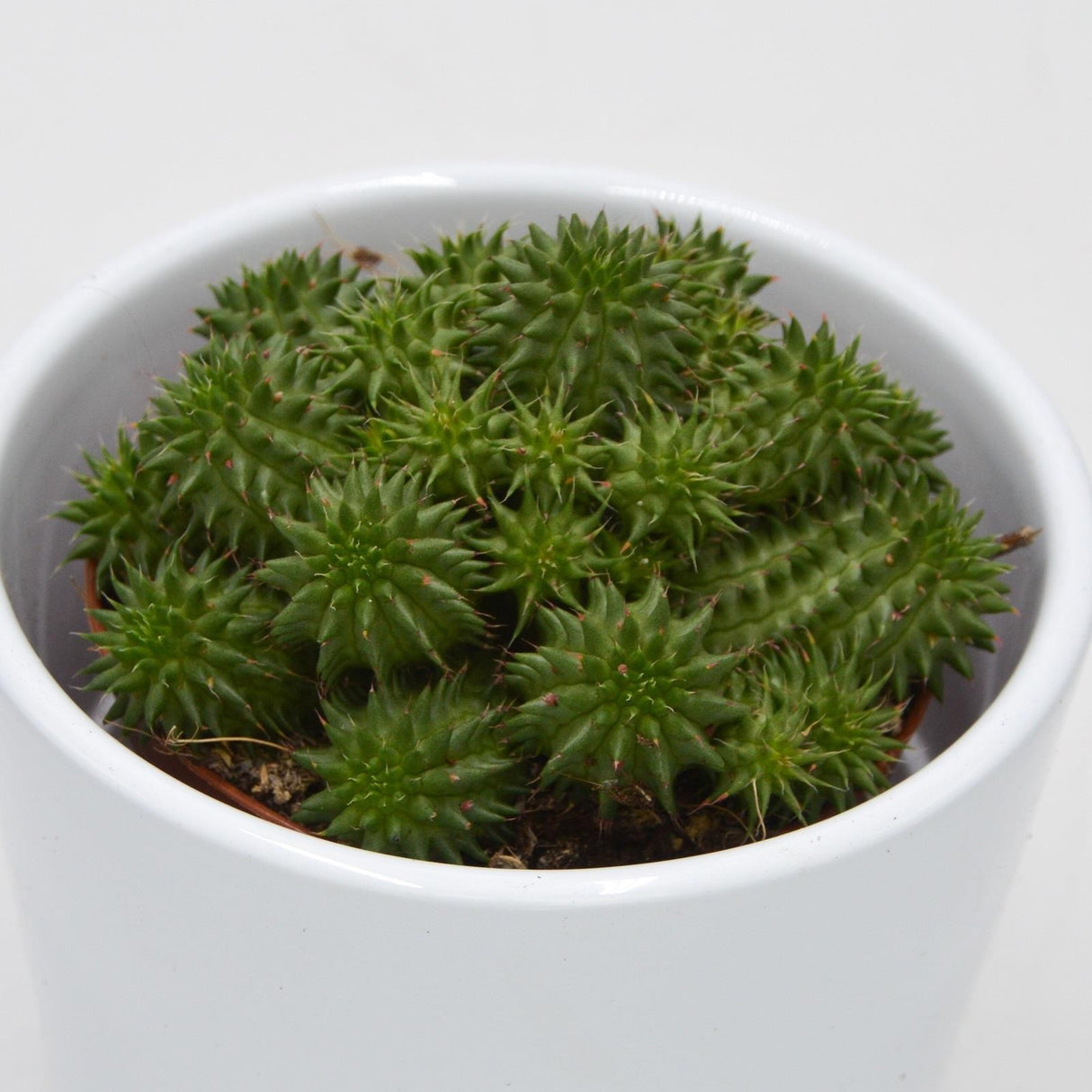 Euphorbia susannae - 8.5cm