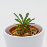 Euphorbia suzanne x bupleurifolia - 5,5cm