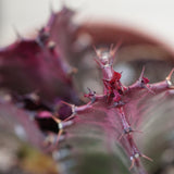 Euphorbia trigona Rubra - 5,5cm