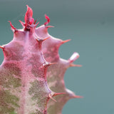 Euphorbia trigona Rubra - 5,5cm