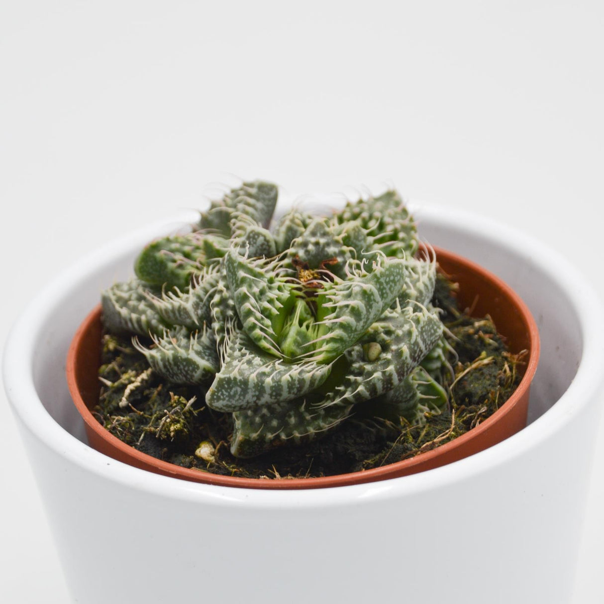 Faucaria  Monster - 8,5cm