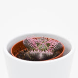 Faucaria  Monster - 5,5cm