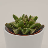 Faucaria  Monster - 8,5cm