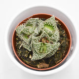 Faucaria  Monster - 8,5cm