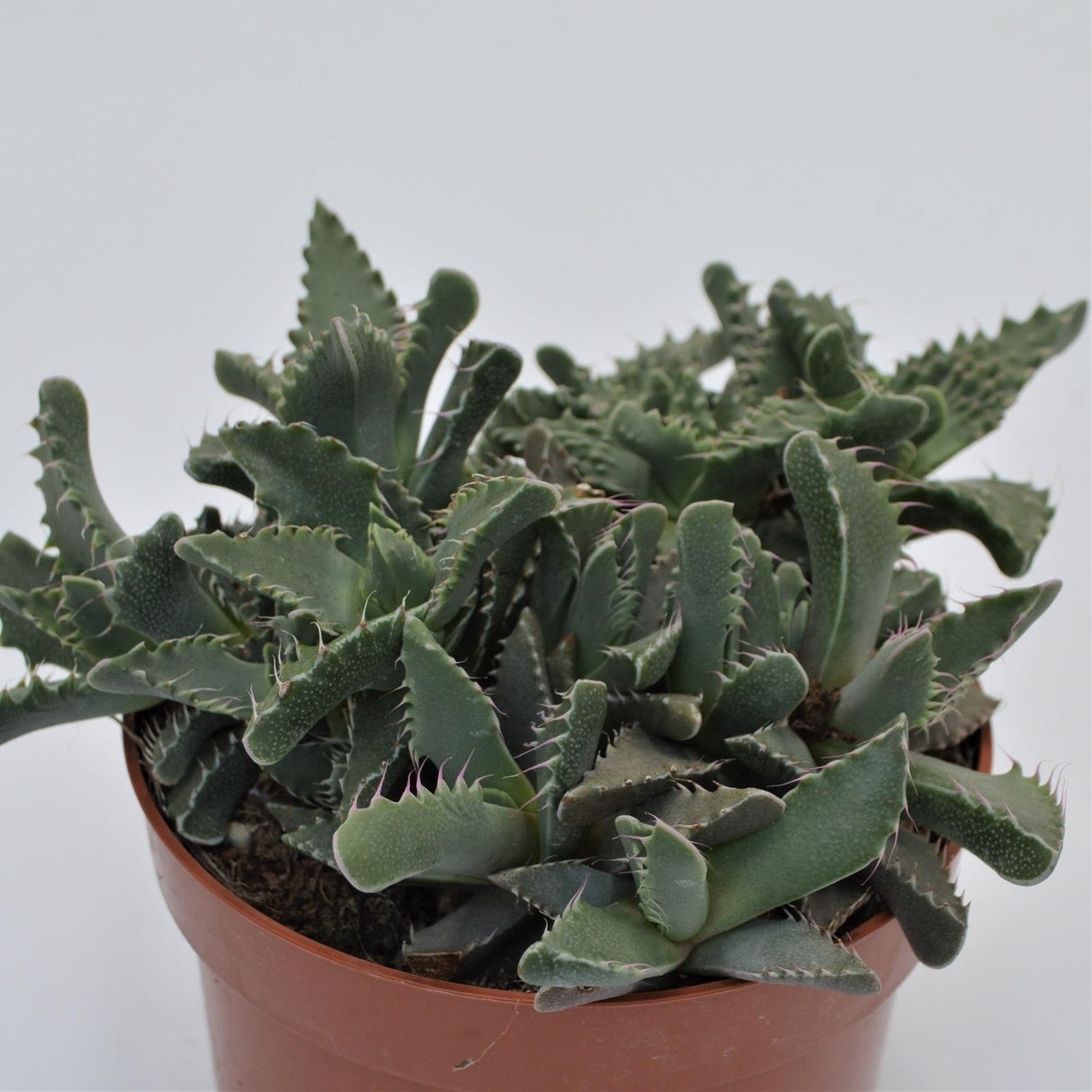 Faucaria tigrina - 13cm