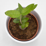 Fockea edulis - 8,5cm