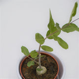 Fockea edulis - 8,5cm