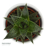 Gasteria Flow Wander - 6cm