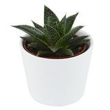 Gasteria Flow Wander - 6cm