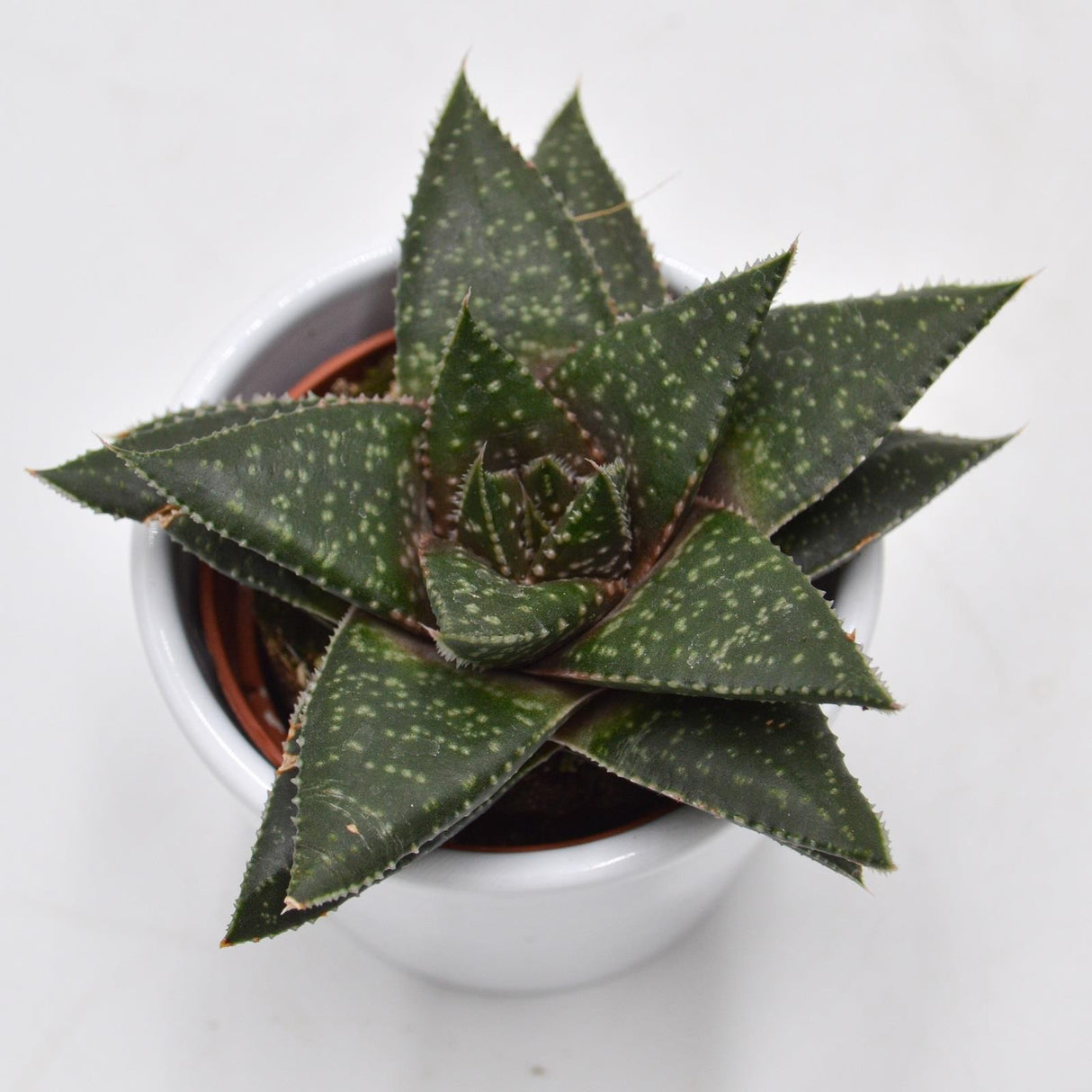 Gasteria Hippo - 6cm