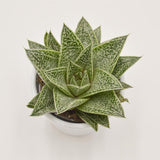 Gasteria Nella - 6cm