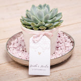 Sukkulenten Gastgeschenke zusammenstellen