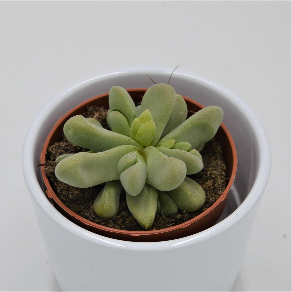 Glottiphyllum nelii - 8,5cm