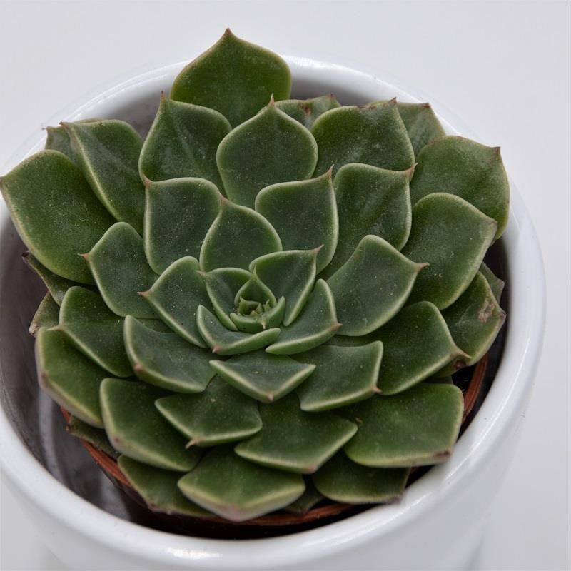 Graptopetalum bellum - 5.5cm