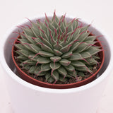 Graptopetalum filiferum - 8,5cm