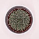 Graptopetalum filiferum - 8,5cm