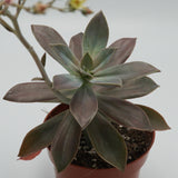 x Graptoveria Fred Ives - 14cm